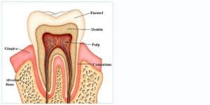 Root Canal Treatment Coventry 1